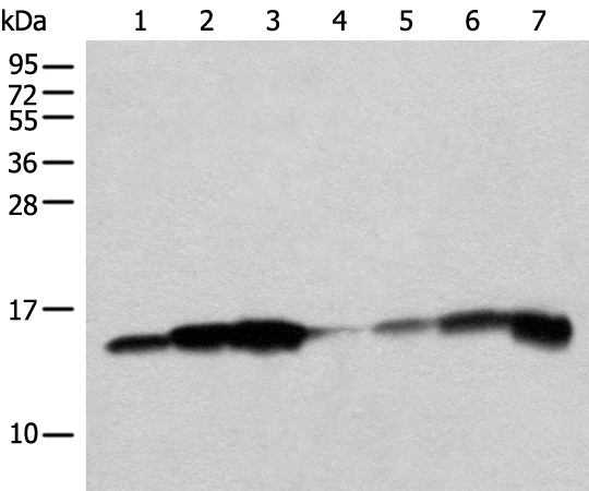 CISD1 Antibody