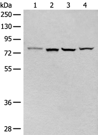 CLPTM1 Antibody