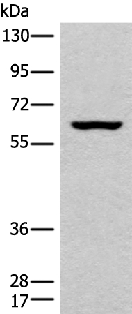 CLPX Antibody