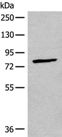 CNGA3 Antibody