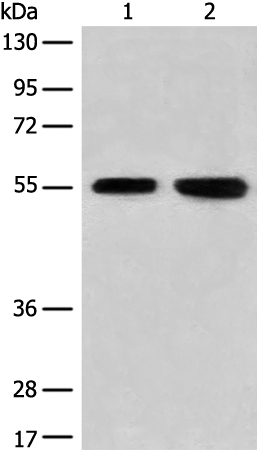 CNGA4 Antibody