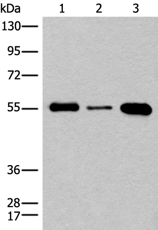 CNOT4 Antibody