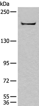 CNTNAP1 Antibody