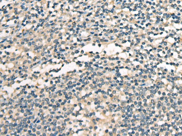 CNTNAP2 Antibody