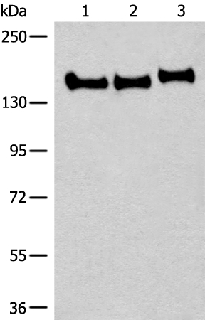 CNTNAP2 Antibody