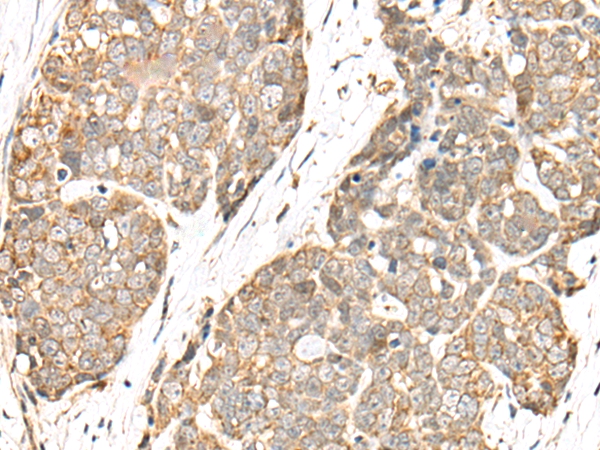 COA7 Antibody