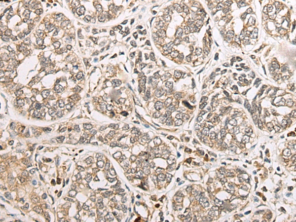 COA7 Antibody