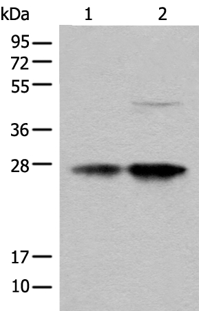 COA7 Antibody