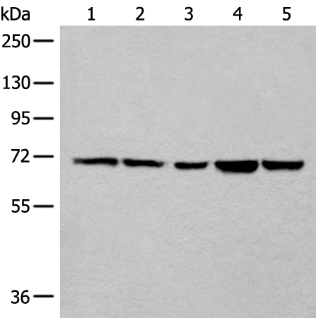 COL25A1 Antibody