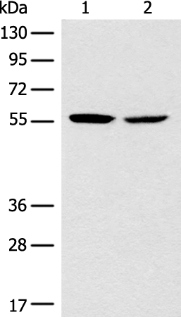 CORO2B Antibody