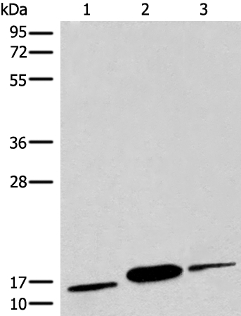 COX6A2 Antibody