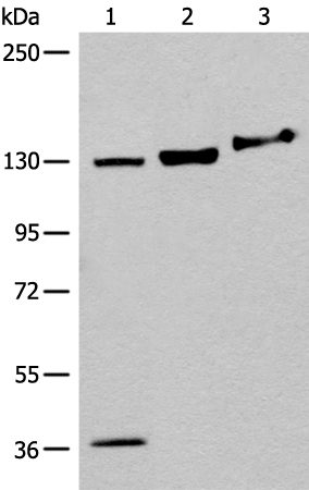 EPHA6 Antibody