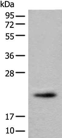 FAM213B Antibody