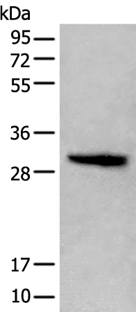 HIST1H1C Antibody