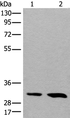 HOXD8 Antibody