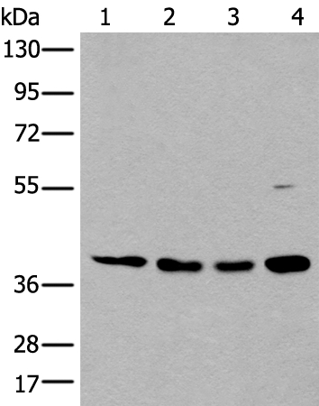 MAFB Antibody