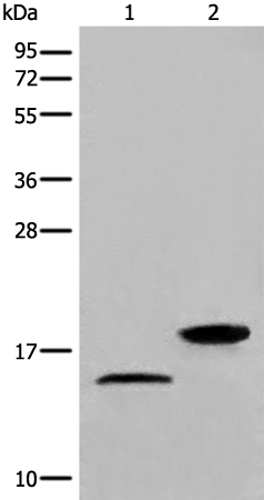 MAP1LC3B Antibody