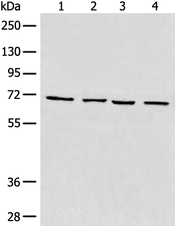 MAPK4 Antibody