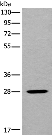 MARCH2 Antibody