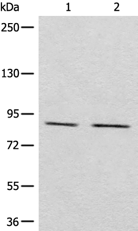 MARK2 Antibody