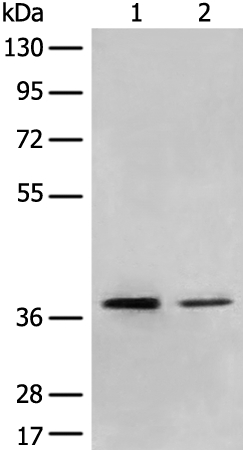 MBD2 Antibody