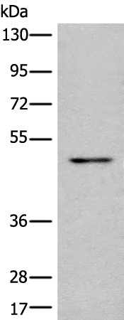 MICU1 Antibody