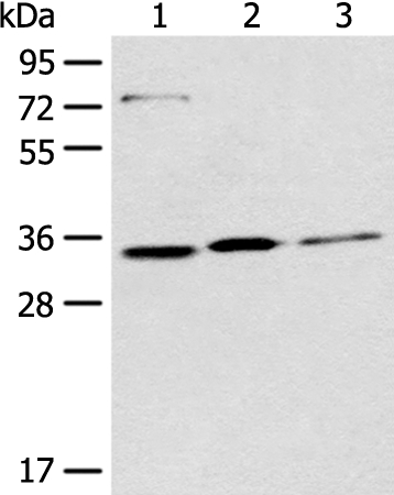 MORF4L2 Antibody