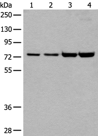 MTA2 Antibody