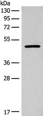 MYCN Antibody