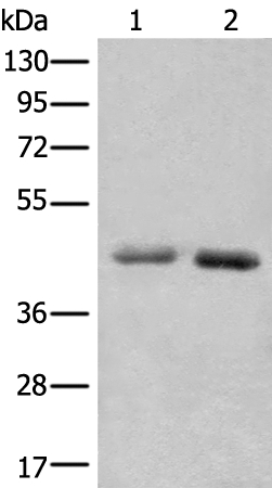 NADK2 Antibody