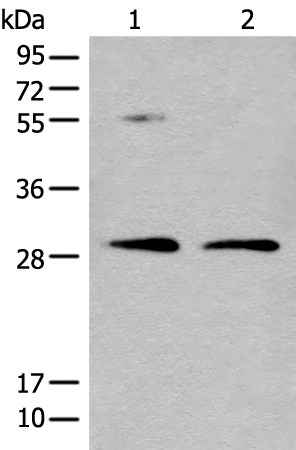 NAT8L Antibody