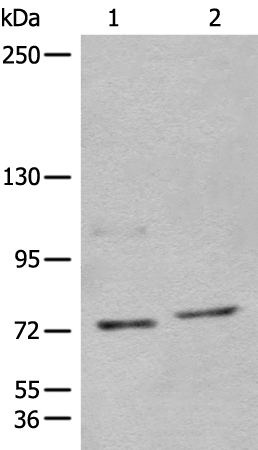 NCAPH Antibody