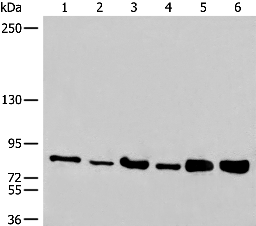 NCBP1 Antibody