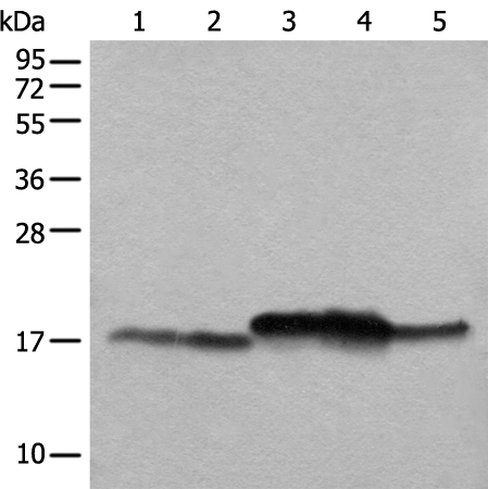 NDUFB11 Antibody