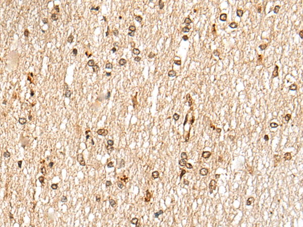 NKX3-2 Antibody