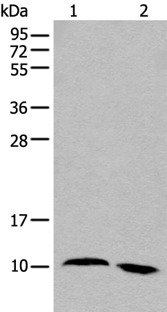 NREP Antibody