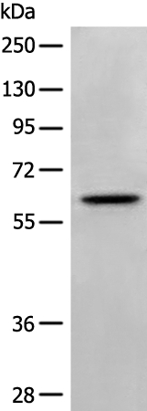 NTNG2 Antibody