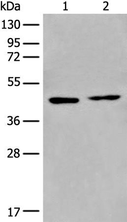 PRMT6 Antibody