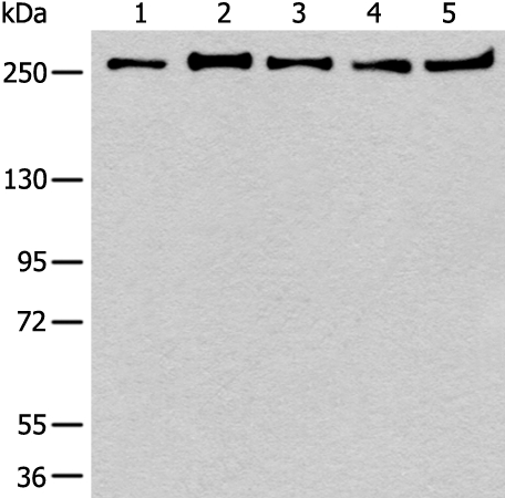 PRPF8 Antibody