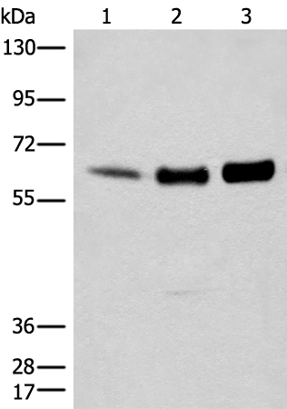 RCOR1 Antibody