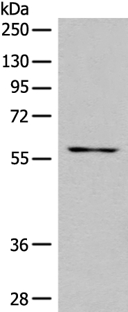 SLC5A8 Antibody