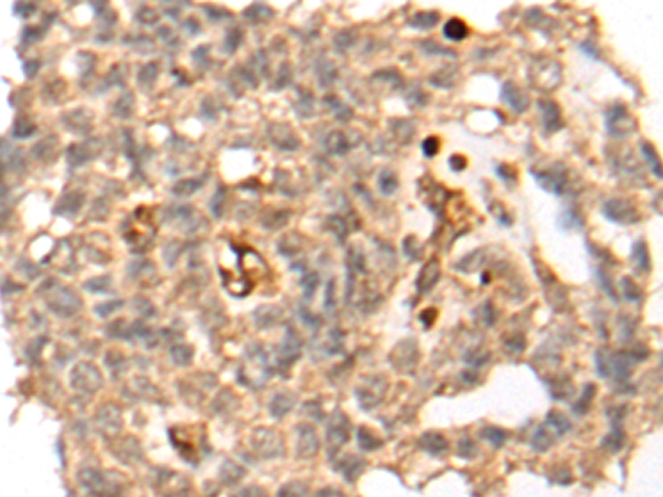 SP7 Antibody