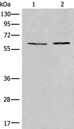 USP14 Antibody