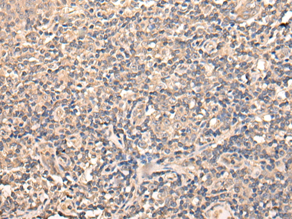 USP38 Antibody