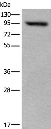 USP6NL Antibody