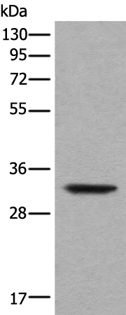 UTP11 Antibody