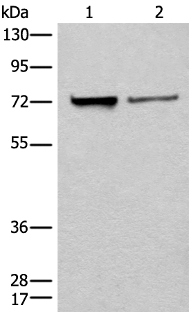 UTP4 Antibody