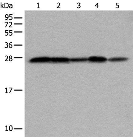 VTI1A Antibody