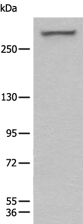 WDFY3 Antibody