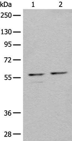 URI1 Antibody